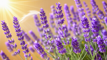 Naklejka premium Vibrant purple lavender blooms stretch towards the sky, their delicate petals glistening with dew, set against a warm, golden background of a hot summer sun