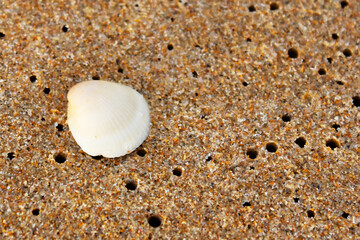 A white seashell sits atop damp, hole-speckled beach sand. The macro perspective highlights the detailed textures and calming coastal tones.