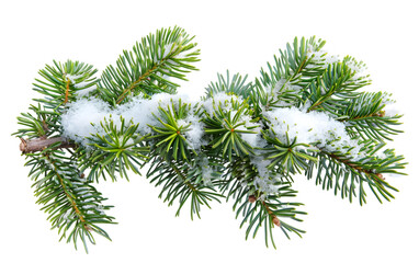 Naklejka premium fir tree branch