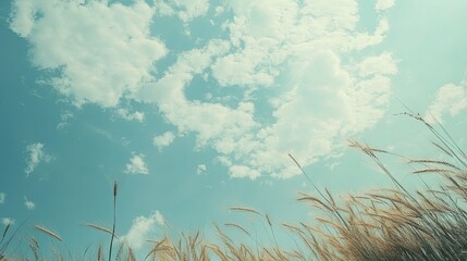 Serene Landscape of Tall Grass Under a Bright Blue Sky with Fluffy White Clouds on a Sunny Day in Nature