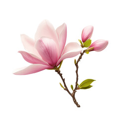 Fototapeta premium Magnolia, A close-up of a blooming magnolia flower, showcasing its large, delicate petals in shades of pink and white against green leaves, isolated on transparent background