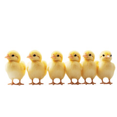 Fototapeta premium Cute Six Yellow Chicks Standing in a Row on Transparent Background.