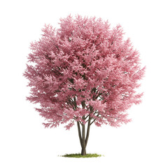 Obraz premium Tamarisk Tree with Pink Feathery Blooms Isolated on White Background