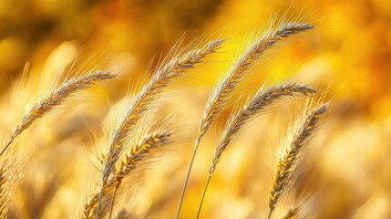 Golden Wheat Stalks in a Sunlit Field Surrounded by Autumn Colors, Soft Focus, Nature Background, Agricultural Beauty, Harvest Season Scene