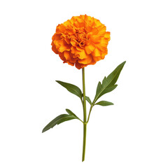 Marigold, Closeup of orange marigold flowers and foliage, isolated on transparent background