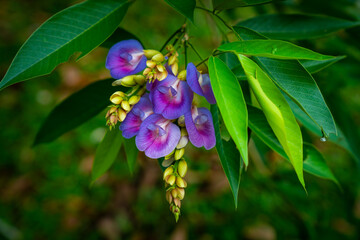 Close up of a beautiful purple flower called Clitoria fairchildiana 
