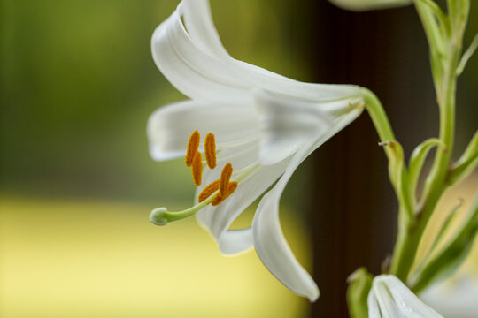 Close up of a white lily flower with focus on the pisti