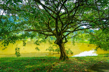 Fototapeta premium A large tree in front of a muddy looking pond