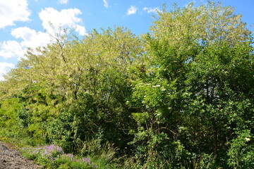 A lush expanse of varied green trees and foliage fills the frame under a bright blue sky with scattered clouds.
