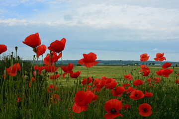 A field of vibrant red poppies flourishes under a vast blue sky with white clouds, with green...