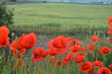 A vibrant field of red poppies blooms in the foreground, with lush green crops and a blurred...