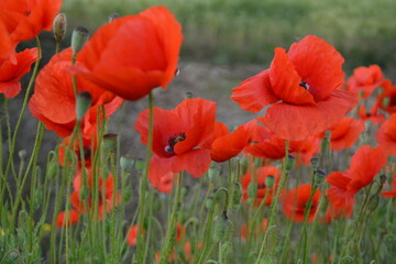 A field of vibrant red poppies flourishes amidst green grass, with some poppies showing visible a...