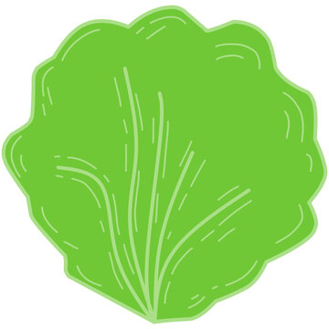 Simple vector illustration of a round green lettuce leaf, featuring clean lines and a flat cartoon style. Ideal for food packaging, healthy eating visuals, organic branding, and vegetarian design.