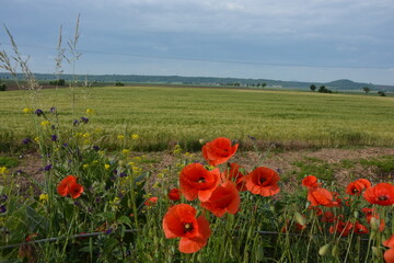 Vibrant red poppies bloom in the foreground with yellow and purple wild flowers, overlooking a lush...
