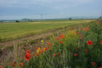 Vibrant red poppies and other wildflowers line a field, with lush green crops, a distant tower, and mountains under a cloudy sky.