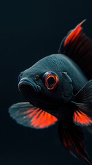 Black and red tropical fish swimming in deep water, ideal for dramatic visuals, aquarium posters or sea-themed stories
