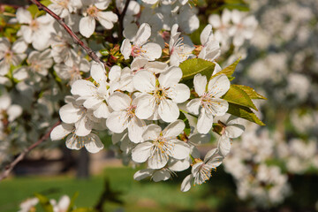 A closeup shot of blossomed cherry tree white flowers against a green blurred background