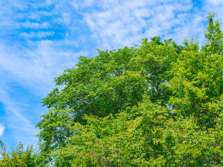 Obraz premium 新緑と青空