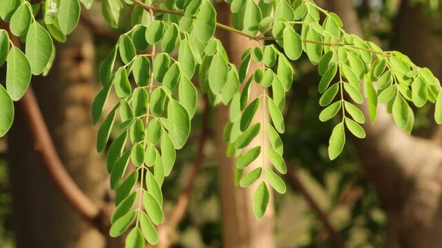 Closeup of fresh green moringa leaves (Moringa oleifera) with smooth texture and elliptical shape, a soft, blurred background. Moringa Oleifera and Drumstick Tree Fruit, Also Known as Horseradish Tree