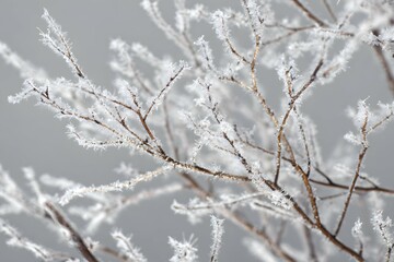 Frosted branches detail with ice crystals against a neutral grey background.