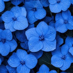Close-up of fresh hydrangea flowers with water droplets, ideal for nature posters, gardening visuals, or wellness themes