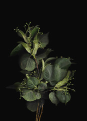 Tilia tree branch scan background. Scanned green linden or basswood leaves bouquet. Glitchy abstract distorted plant. Colourful botanical photocopy with scanner noise effect.