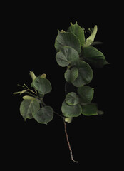 Tilia tree branch scan background. Scanned green linden or basswood leaves bouquet. Glitchy abstract distorted plant. Colourful botanical photocopy with scanner noise effect.
