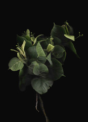 Tilia tree branch scan background. Scanned green linden or basswood leaves bouquet. Glitchy abstract distorted plant. Colourful botanical photocopy with scanner noise effect.