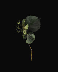 Tilia tree branch scan background. Scanned green linden or basswood leaves bouquet. Glitchy abstract distorted plant. Colourful botanical photocopy with scanner noise effect.