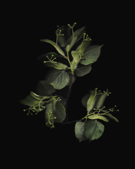 Tilia tree branch scan background. Scanned green linden or basswood leaves bouquet. Glitchy abstract distorted plant. Colourful botanical photocopy with scanner noise effect.
