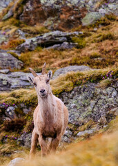 The Alpine ibex, capra ibex, also known as the steinbock or simply ibex, is a species of wild goat in the mountains of the alps, Valais, Switzerland