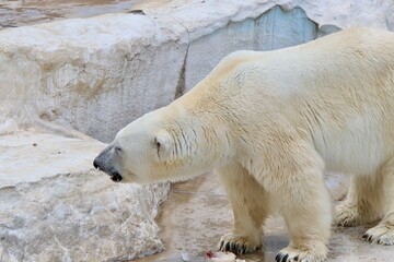polar bear in zoo