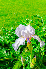 Iris flower and green plant in a garden