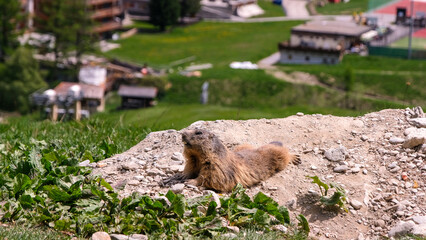 Alpine marmot, marmota marmota. It is found in high numbers in mountainous areas of central and southern Europe, Saas-Fee, Switzerland