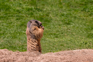 Alpine marmot, marmota marmota. It is found in high numbers in mountainous areas of central and southern Europe, Saas-Fee, Switzerland