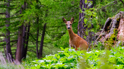 Beautiful young european roe deer, capreolus capreolus, standing in the forest and looking with curious eyes, Saas-Fee, Valais, Switzerland