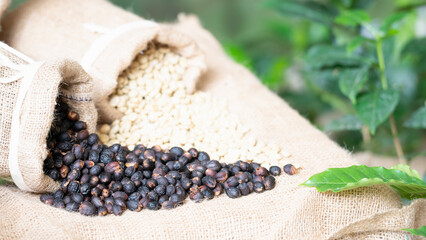 Bags of coffee beans and green coffee, spilled on burlap, with a background of coffee plant leaves.