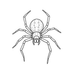Obraz premium Line art arachnid displays rounded abdomen and eight legs on white background