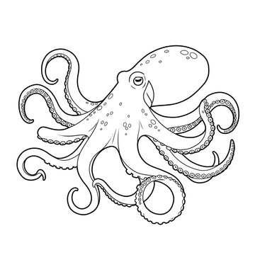 Line drawing of an octopus with eight tentacles and suckers on them, white background