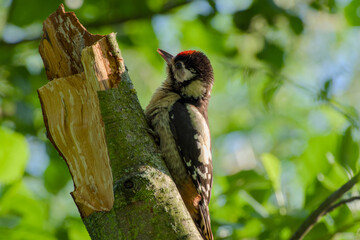 Great spotted woodpecker perching on a tree
