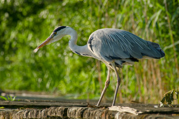 Fototapeta premium grey heron is standing on the blurred background close-up