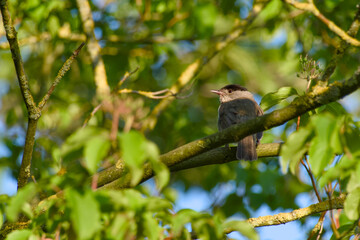 male Eurasian blackcap is perching on a tree branch
