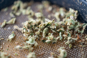 Marijuana Cannabis weed buds in grinder.