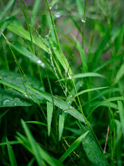 Fresh nature Close up Grass leaf with water dew drop after rain.