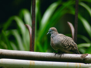 Wild Zebra Dove or Barred Doves cleaning itself on a green fence.