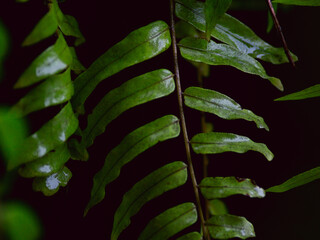Nature green fern leaves with fresh rain dew drop background texture. 