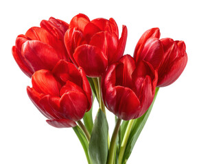 Fototapeta premium Bright red tulip arranged in a vibrant bouquet ,cut out transparent