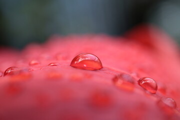カメラが撮った水滴