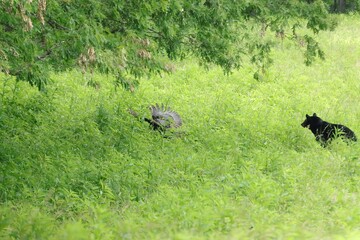 Mama Black Bear Defends He5r Precious Cubs by Chasing a Wild Turkey Away 