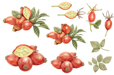 Elements of Rose and Hip rose set hand draw watercolor. EPS file isolated on white background.